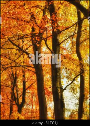 The warm glowing colours of autumn. The days are drawing in, the temperatures are dropping, it will soon be time for the leaves to fall. An image with multiple uses. Photo © COLIN HOSKINS. Stock Photo