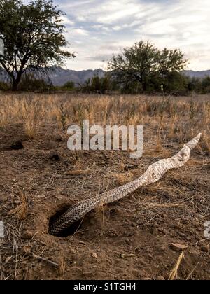 A skin shed by a snake pokes from a hole, Sonoran Desert, Tucson, Arizona, USA Stock Photo