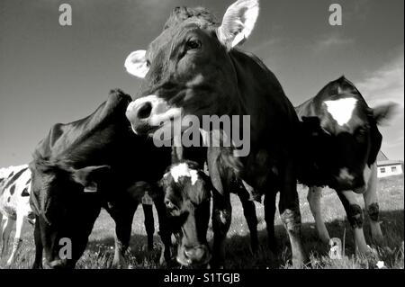 Cows on a meadow, farmland in german Eifel. Stock Photo