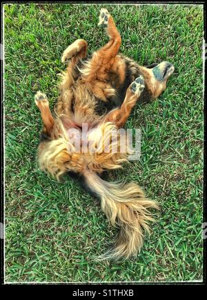 A dog on its back rolling in lush green grass Stock Photo