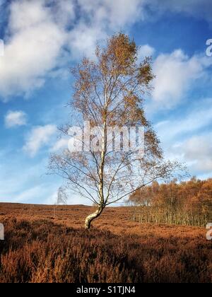 Lone autumnal silver birch tree near Surprise View in the Peak District. Derbyshire, England, UK Stock Photo