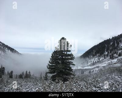 A pine tree standing tall between the mountains. Stock Photo