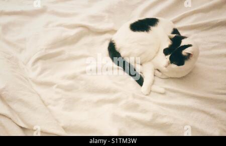 White cat with black markings curled up on a white blanket