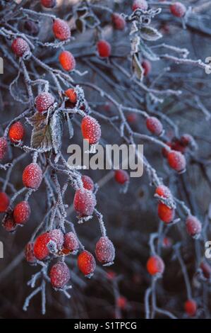 Frozen wild rose hips. Red fruits. Stock Photo