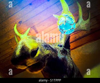 Moose on the loose Stock Photo