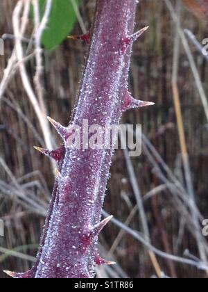 Frost on a thorny blackberry vine - close up. Stock Photo