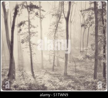 An early morning Autumnal scene in a woodland - the sun has recently risen & is starting to shine through the mist. A high key image with multiple uses. Photo Credit © COLIN HOSKINS. Stock Photo