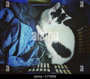 White cat with black markings in a laundry hamper with clean unfolded laundry Stock Photo