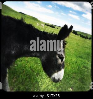 Burro at Custer State Park Stock Photo