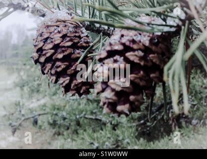 Iced pine cones after first snow of season Stock Photo