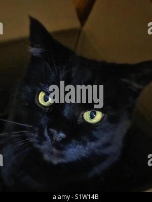 Cat S Eyes In Closeup Black And White Photography Stock Photo Alamy