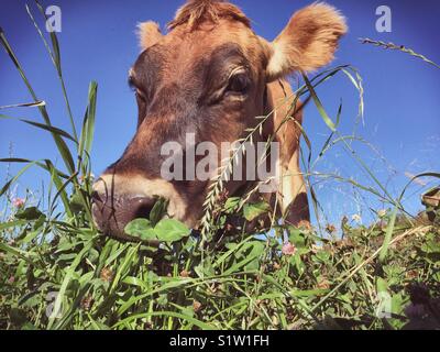 Jersey milk cow grazing in the pasture Stock Photo