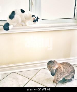 Brown French Lop bunny rabbit on tile floor looking up at white and black cat sitting on windowsill Stock Photo