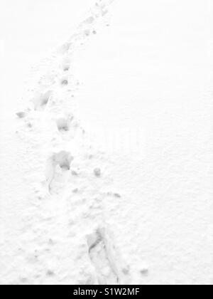 Human footprints in deep snow on sunny day Stock Photo - Alamy