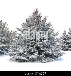Tall, wide, round evergreen tree covered in fresh snow with snow covered trees in background and fresh white snow in foreground Stock Photo
