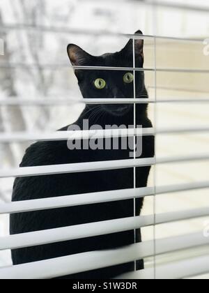 Black Cat in a Window Stock Photo