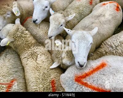 Sheep going to market Stock Photo
