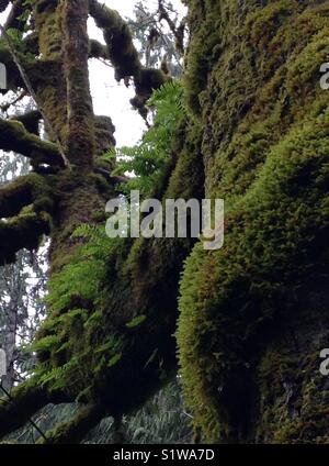Huge, old maple tree covered in winter moss. Stock Photo