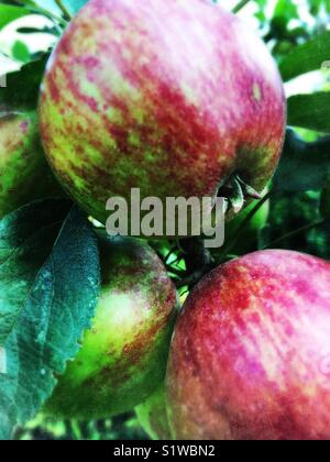 Fresh red apples hanging on a Tree Stock Photo