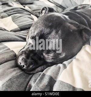 Sleeping black Staffordshire bull terrier dog on a thick black and white duvet Stock Photo