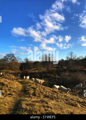 Sheep on grassy slopes of an English nature reserve in winter Stock Photo