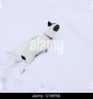 Dog standing in deep snow photographed from above. Square crop. Stock Photo