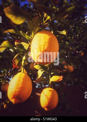 Ripe lemons on lemon tree in Phoenix, Arizona January 2018 Stock Photo