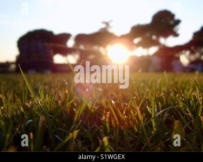 Sunset at Cinecittà, Roma. Big eyes looking through the grass. Stock Photo