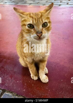 Ginger kitten 9 weeks old with ears back looking startled Stock Photo