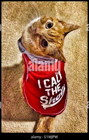 Ginger cat wearing red ‘I call the shots’ hoodie Stock Photo