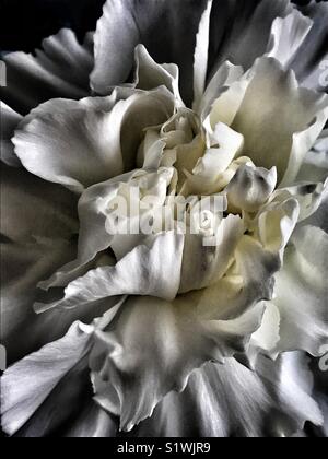 White carnation flower abstract Stock Photo
