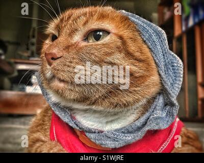 Ginger cat wearing a red and gray hoodie Stock Photo