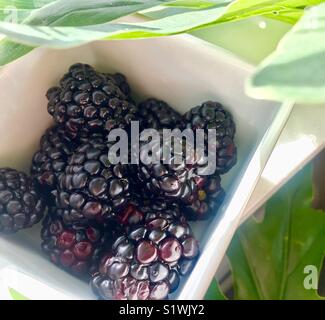 Fresh blackberries in a bowl Stock Photo