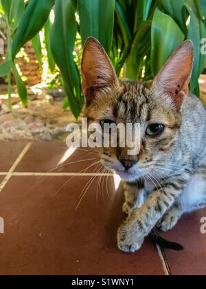 10 week old tabby kitten Stock Photo
