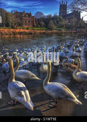 Swans by the river Severn in Worcester with cathedral in distance Stock Photo
