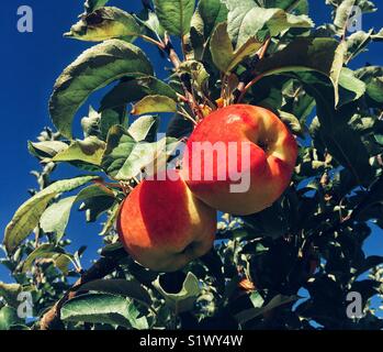 Two large red ripe apples on a tree branch Stock Photo