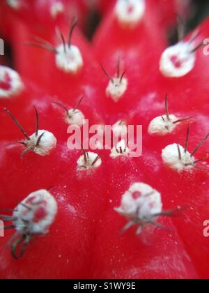 Cactus detail. Macro. Gymnocalycium mihanovitchii. Stock Photo