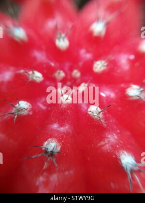 Cactus detail. Macro. Gumnocalycium mihanovitchii. Stock Photo