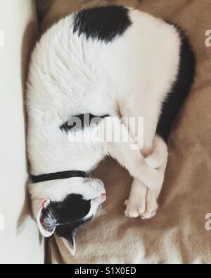 White cat with black spots and black collar curled up with front paws and tail wrapped around hind legs while sleeping