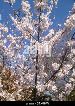Apple blossom in full bloom in spring Stock Photo