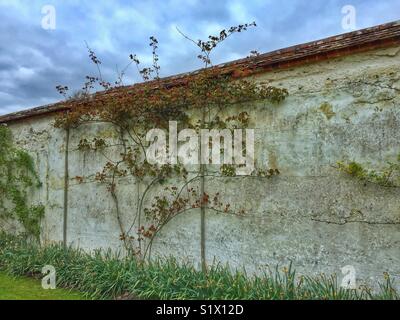 Floral Courtyard Wall Stock Photo