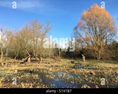 Wetlands at Morden Hall Park in the National Trust, Mitcham, England. Stock Photo