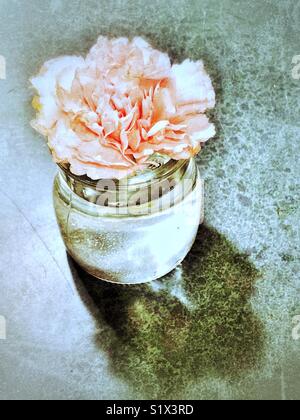 Single pink carnation flower in glass vase with water processed in a shabby chic style Stock Photo