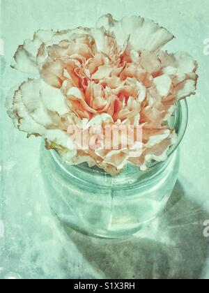 Single pink carnation in small glass vase filled with water Stock Photo