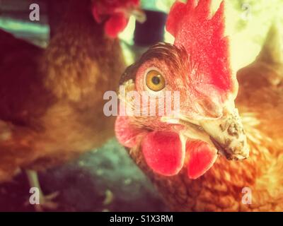 Rhode Island Red chicken closeup with chickens and warm light in background Stock Photo