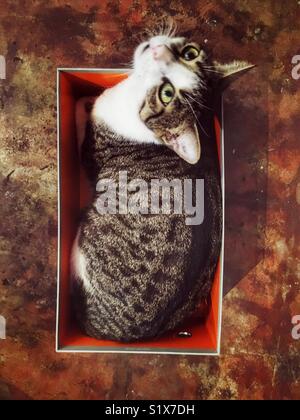 Cat in a box. Stock Photo