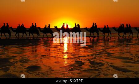 Camel rides on the beach at sunset. Stock Photo