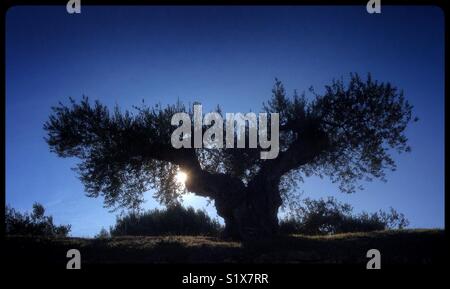 Low winter Sun behind a Farga olive tree, Catalonia, Spain. Stock Photo