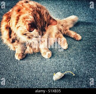 Large fluffy long haired orange cat looking at toy mouse Stock Photo