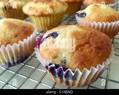 Fresh-baked homemade blueberry muffins on cooling rack Stock Photo